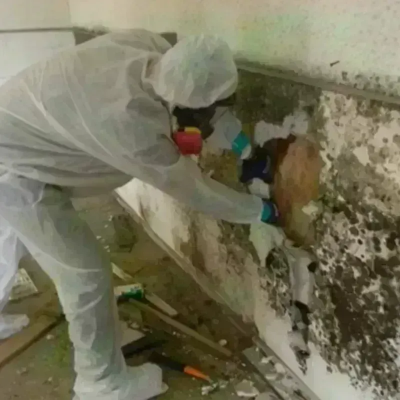 Mold Remediation and Removal in Adamsville, TN